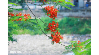 Phố phường Hà Nội rực rỡ sắc hoa phượng đỏ tháng 5
